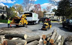 Best Tree Trimming and Pruning  in Raynham Center, MA