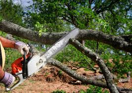 Best Tree Mulching  in Raynham Center, MA