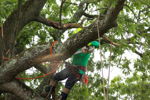 How Our Tree Care Process Works  in  Raynham Center, MA